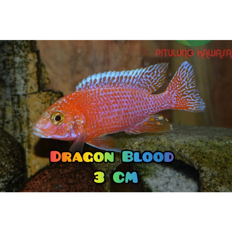 cichlid aulonocara dragon blood