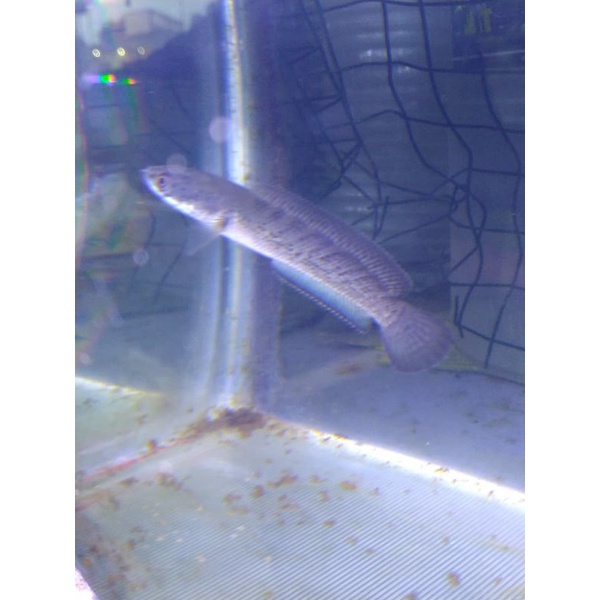 stewarti carbilong10-12cm