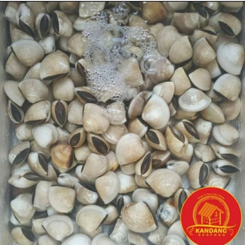 

Kerang Tahu Kepa Kepah Hidup Live Seafood Per Kg