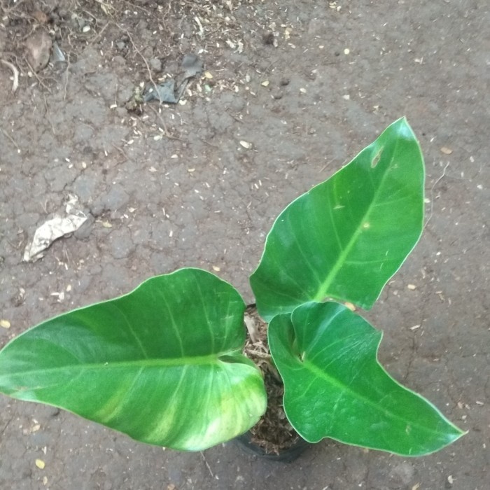 tanaman hias philo marbel