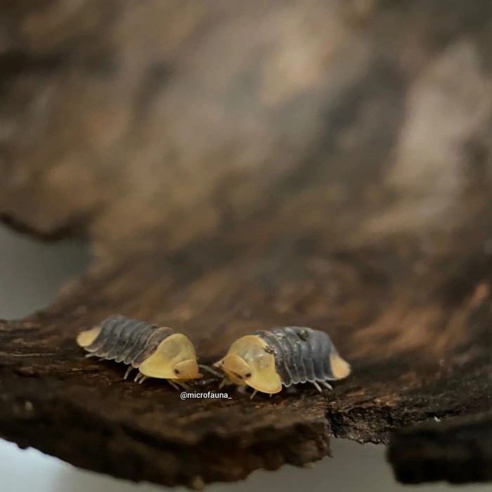 Jual tanui.stor Isopoda / isopods cubaris Sp rubber ducky Shopee