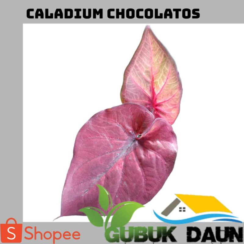Caladium Chocolatos