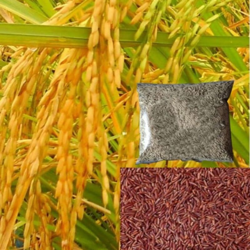 BIBIT GABAH PADI HUMA BERAS MERAH HUMA KUALITAS UNGGUL 500 GRAM