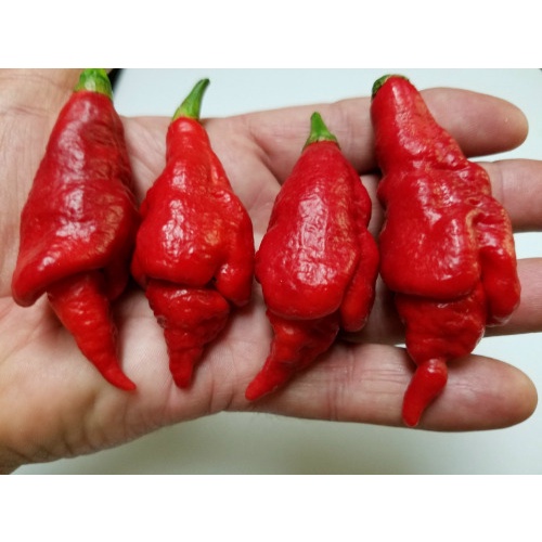 Benih Bibit Biji - Cabai SRTSL Sara Ragoonan Trinidad Scorpion Long Cabe Super Pedas Pepper Seeds