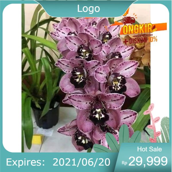 Bunga Anggrek cymbidium purple black - Tanaman Hias Hidup - Bunga Hidup - Bunga Hias