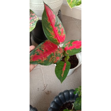 Aglonema Kochin Red Rose Foto Asli