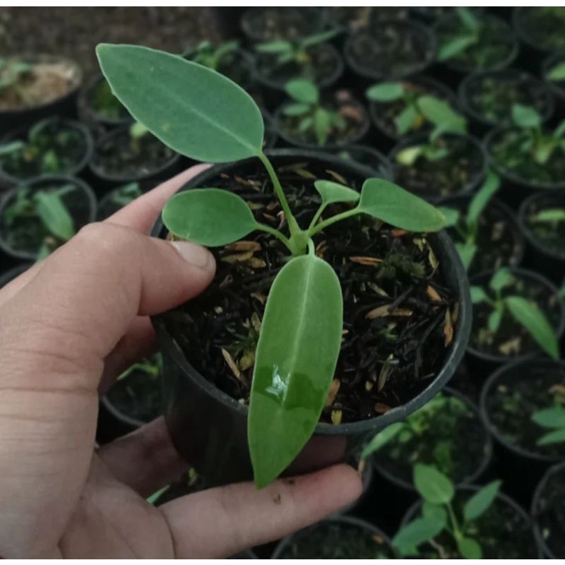 anthurium queen + dorayaki ori