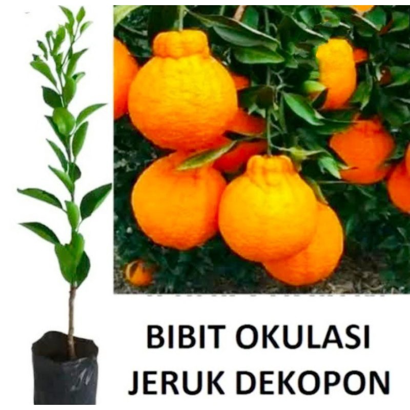 bibit jeruk dekopon bibit jeruk jepang benih pohon jeruk dekopon unggul