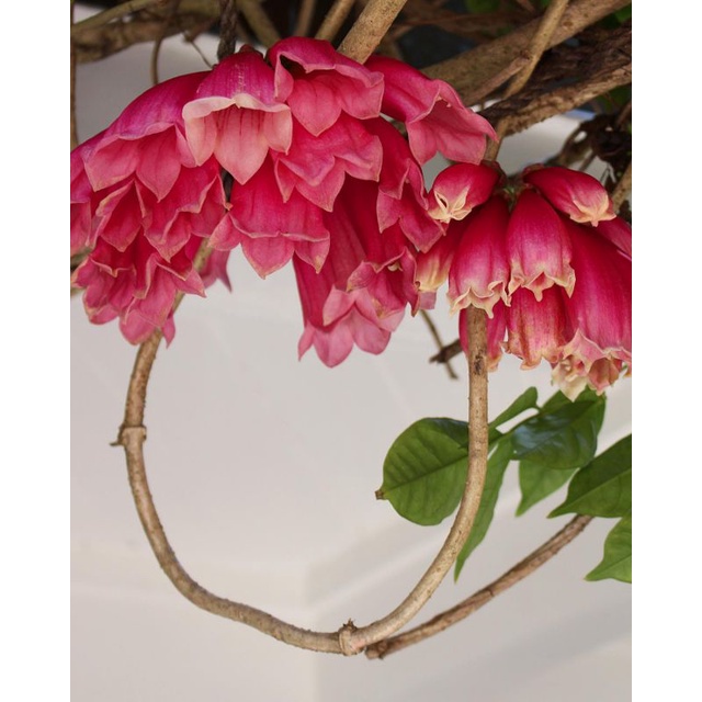 Bibit tanaman rambat bunga New Guinea trumpet vine (Tecomanthe dendrophila)