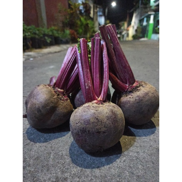 

Buah BIT 1Kg / Beet Root / Beet / Buah Bit / Buah Beet / Herbal / Buah Segar murah / free packing kardus