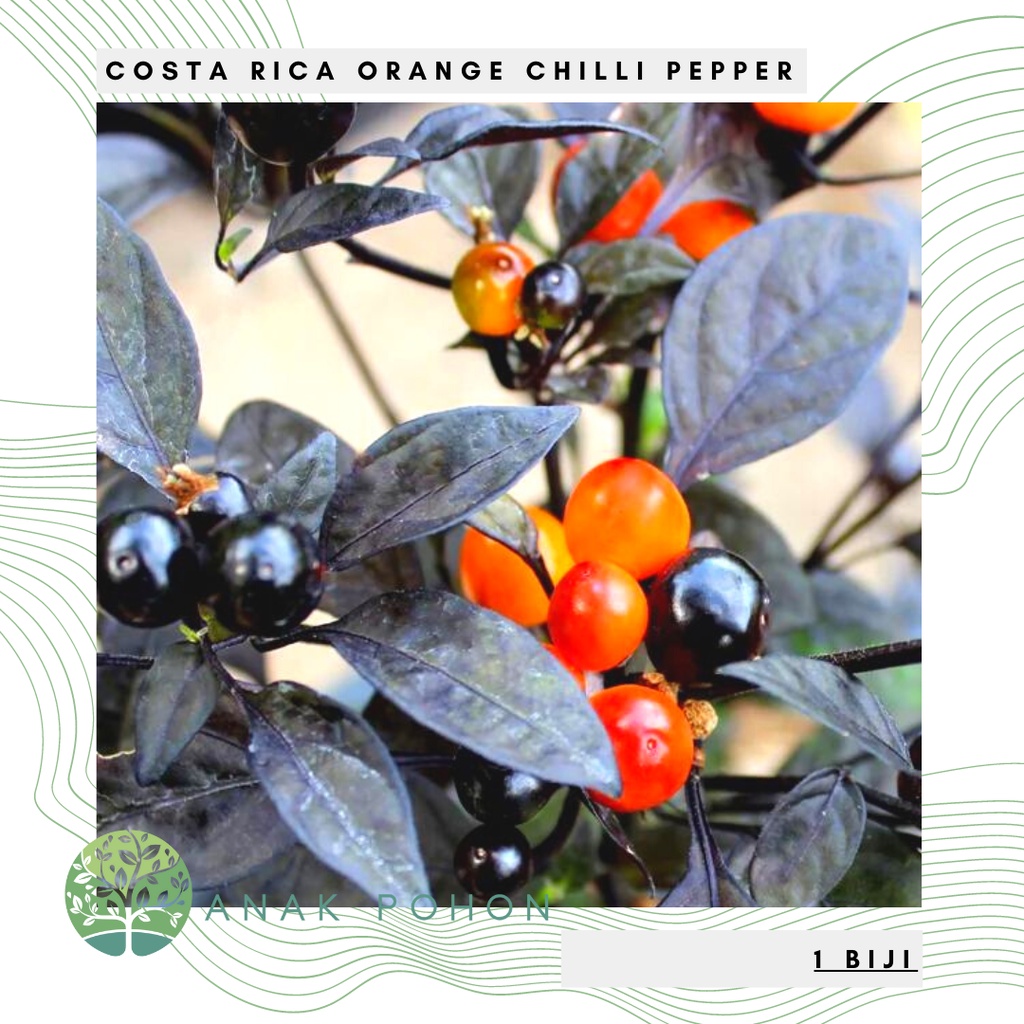 Benih Bibit Biji - Cabai Costa Rica Orange Chilli Pepper Cabe Hias Ornamental Seeds