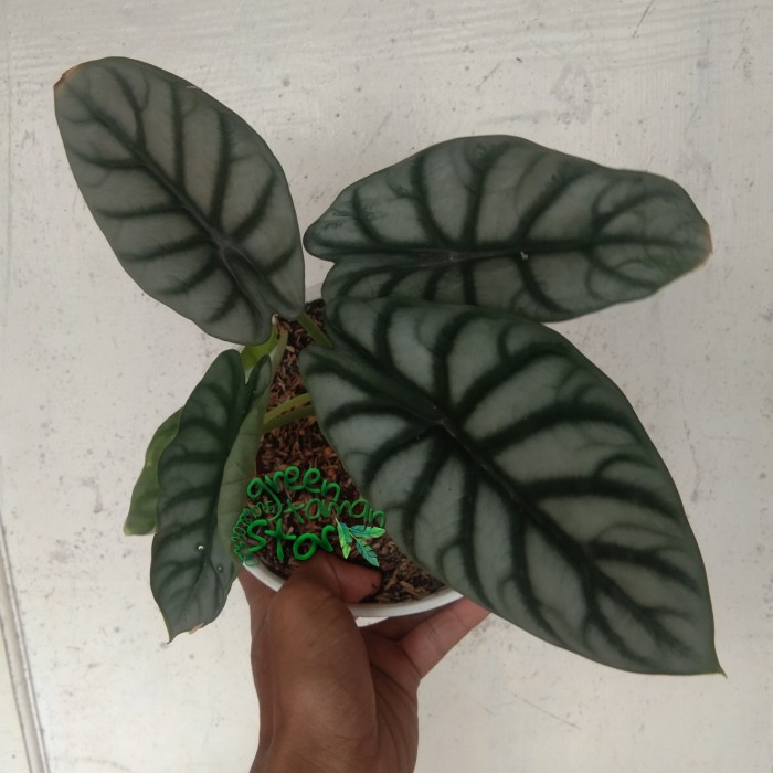 TANAMAN HIAS ALOCASIA DRAGON SILVER SIZE 3-4 DAUN