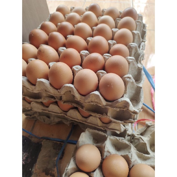 

telur ayam negeri satu ikat (15 kg)