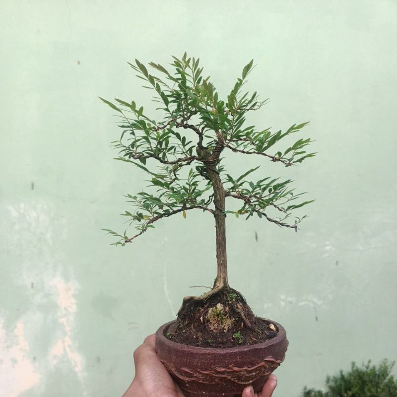 bonsai cendrawasih siap pajang sesuai foto