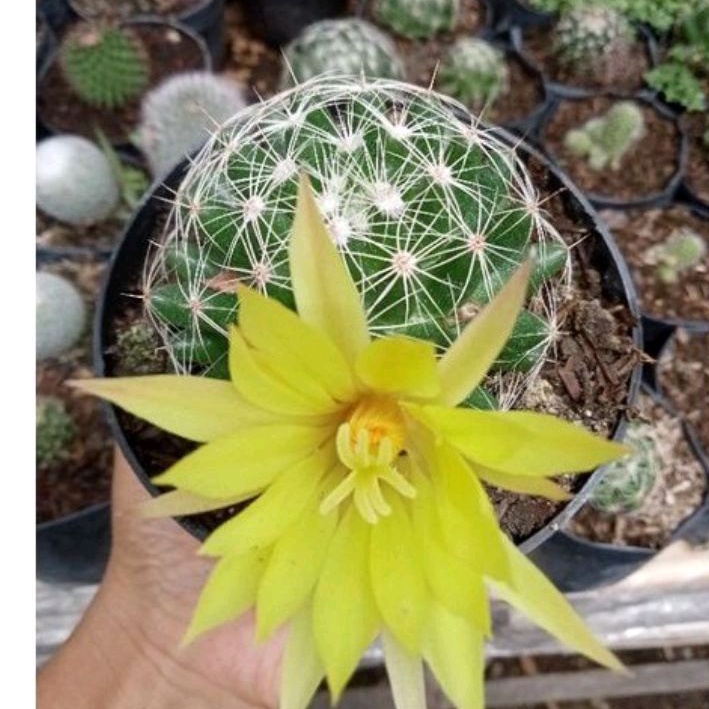 KAKTUS PARABOLA/ Sukulen / Tanaman kaktus / pot kaktus / kaktus ownroot / kaktus potelan / hampers k