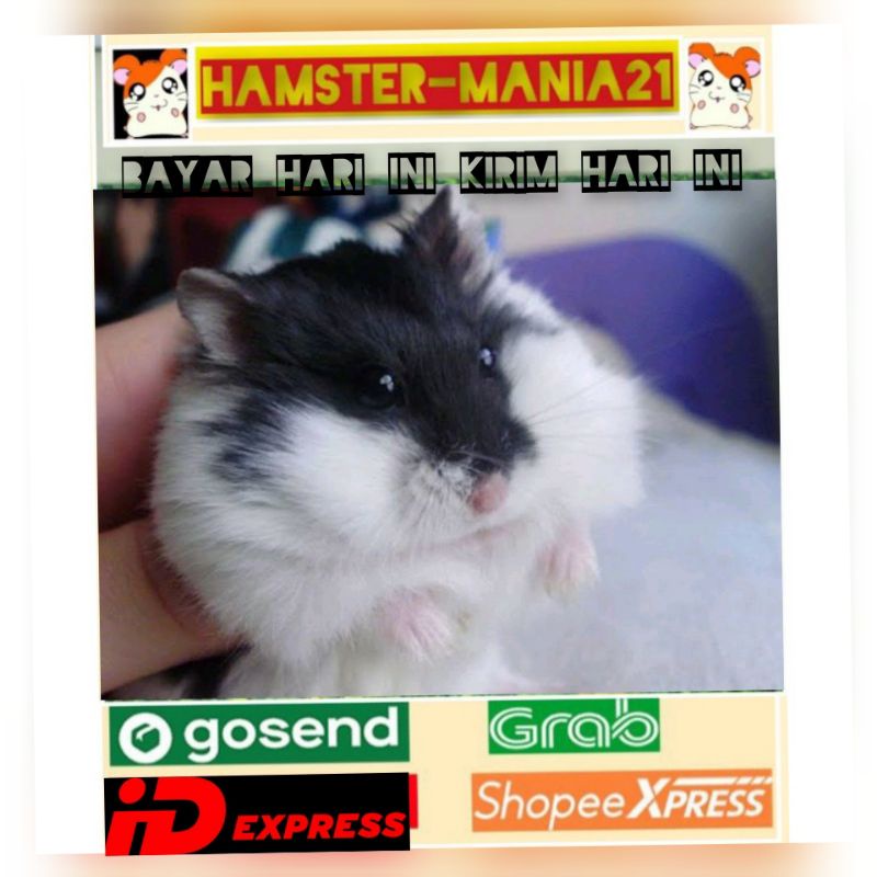 STIKER MOTIF HAMSTER 100% ASLI (KIRIM SEPULAU JAWA)
