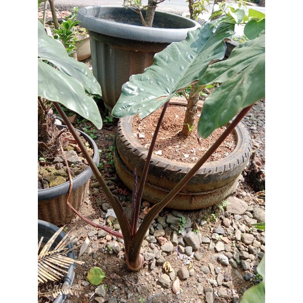 Lompong Hitam/sete wulung