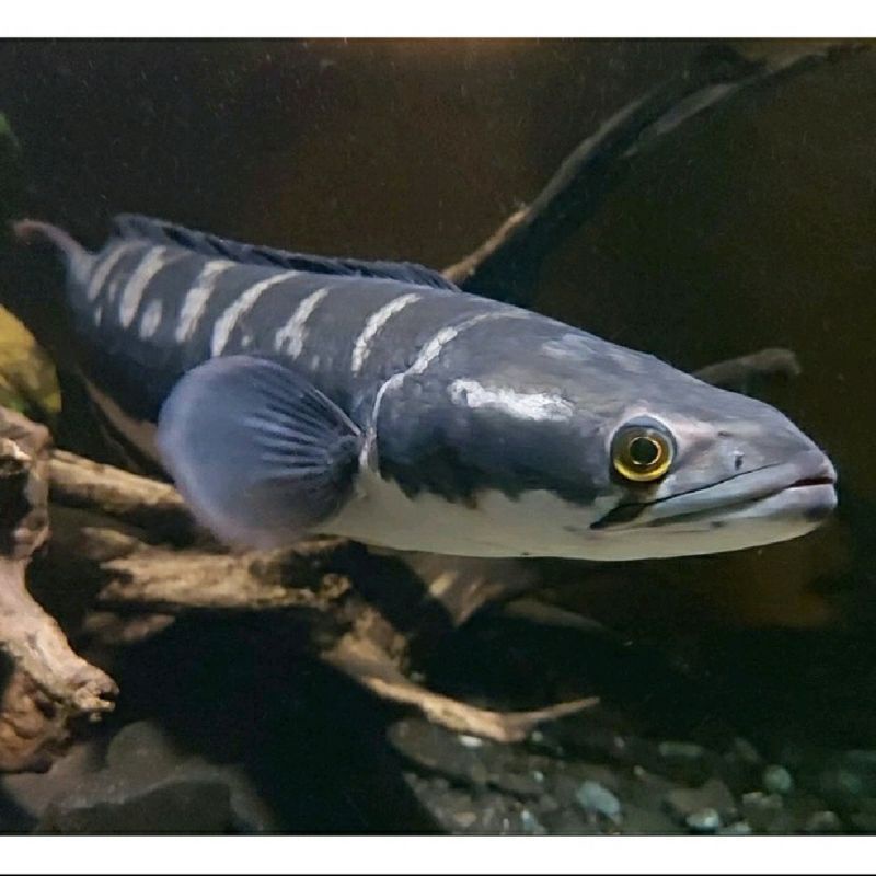 Toman Calon Galak 17-18cm