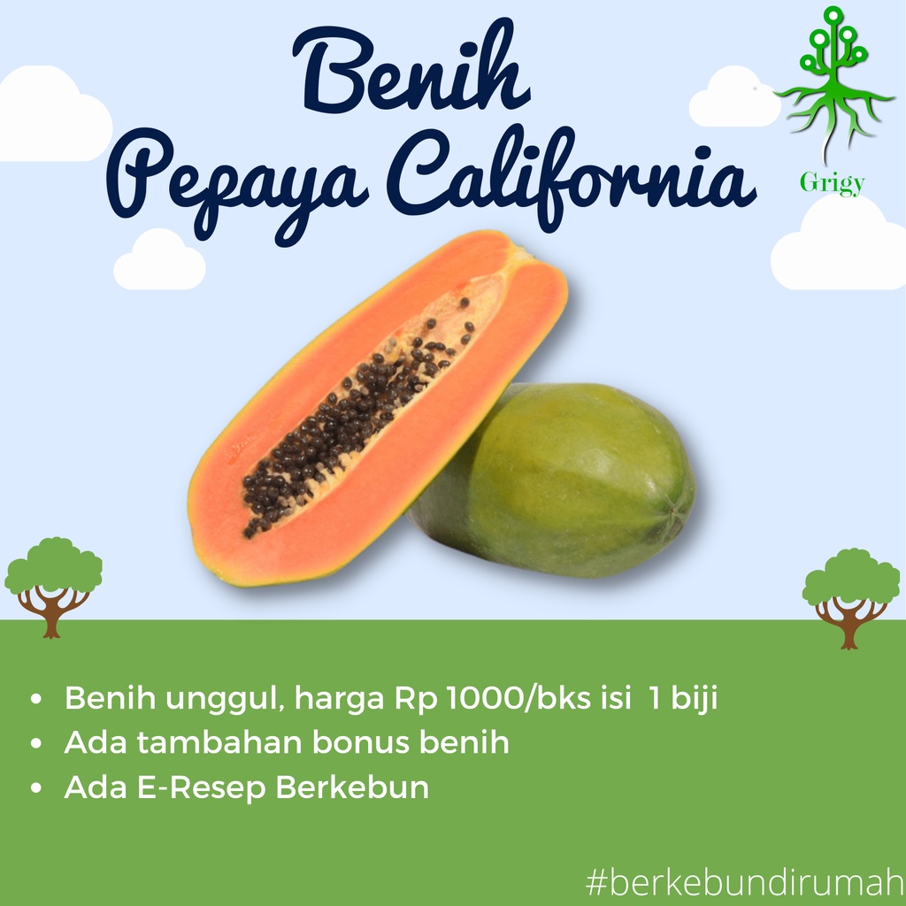 BENIH PEPAYA CALIFORNIA / BIBIT CALIFORNIA