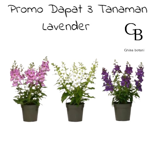 paket 3 Tanaman Lavender / Tanaman Bunga Lavender / Tanaman Bunga Lavender Hidup