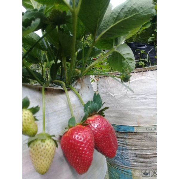 Bibit strawberry jumbo bali