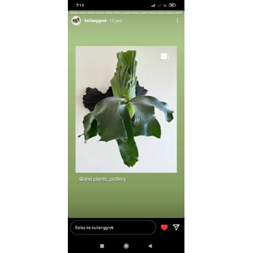 platycerium alcicorne madagaskar x elephantotis