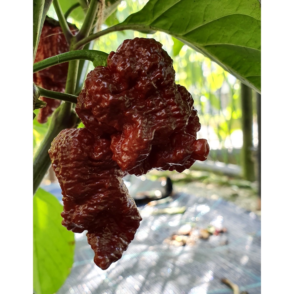 Benih Bibit Biji - Cabai Borg 9 Chocolate Cabe Super Pedas Pepper Seeds