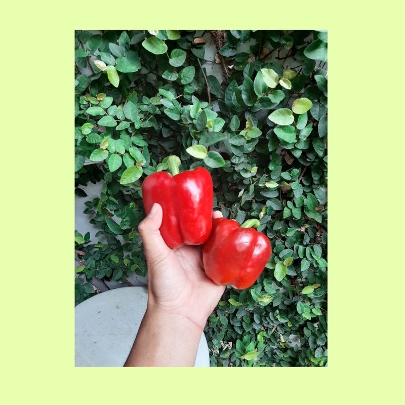 

Paprika merah / cabe paprika merah