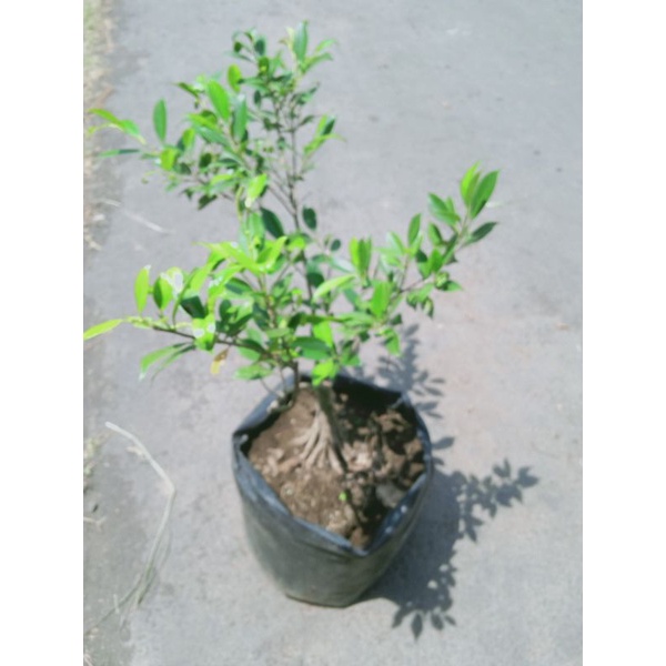 ID BONSAI KIMENG PECAH BATANG