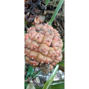 

Buah kecombrang Tua honje segar