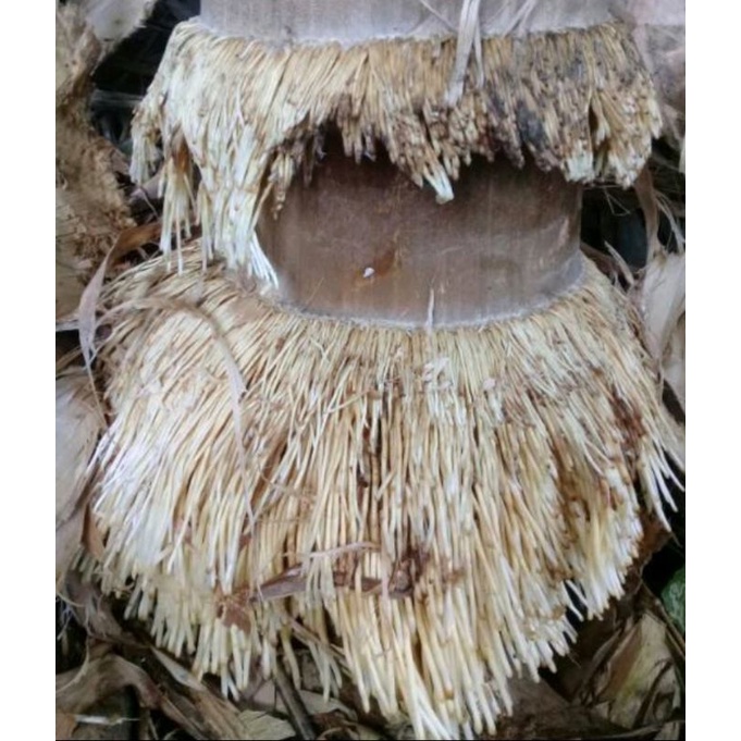 

akar bambu segar per 500GRAM