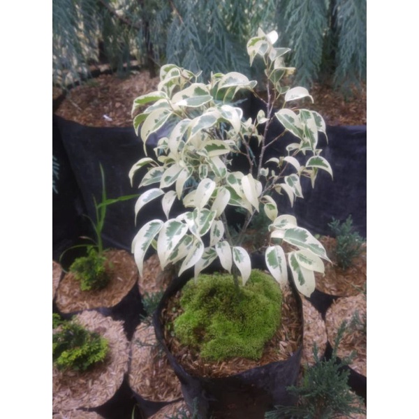 bahan bonsai beringin putih isi 10