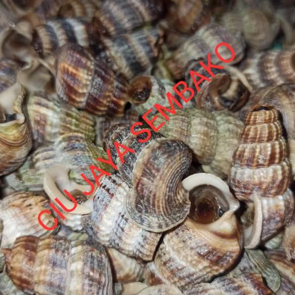 

[X-ECI-☼) KEONG NENEK BERSIH POTONG BUNTUT / KATANGLO BERSIH / CHAO LO / TUTUT / SIPUT SEDUT / KATANG LO-banyak diminati