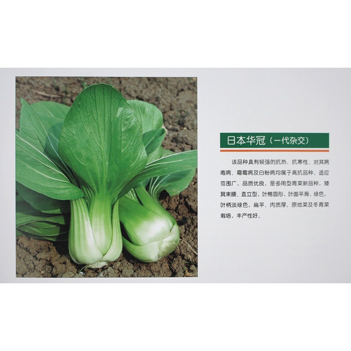 Benih Bibit Biji - Pak Choy Hijau Varietas Mahkota Jepang 696 Hibrida F1 Pakcoy Seeds - Panen Dalam 35 Hari