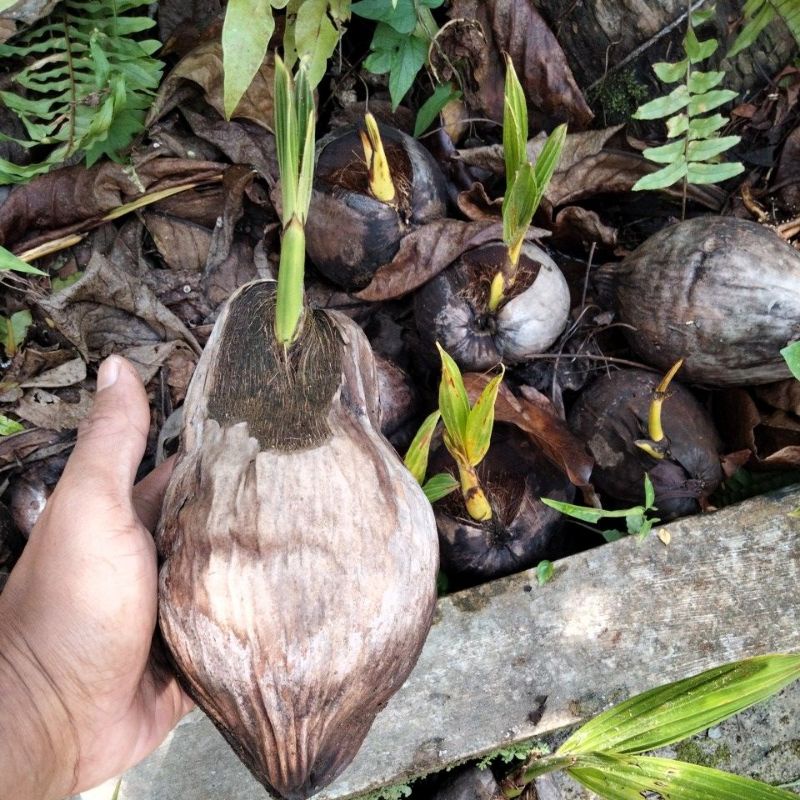 bahan tanaman  bonsay kelapa hijau minion super