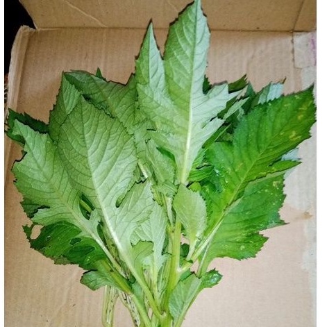 

jual daun sintrong segar 1kg