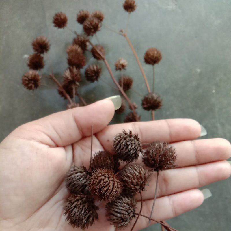 Bunga PomPom kering/Bunga Kering Marigold Dekorasi Rustic Hampers