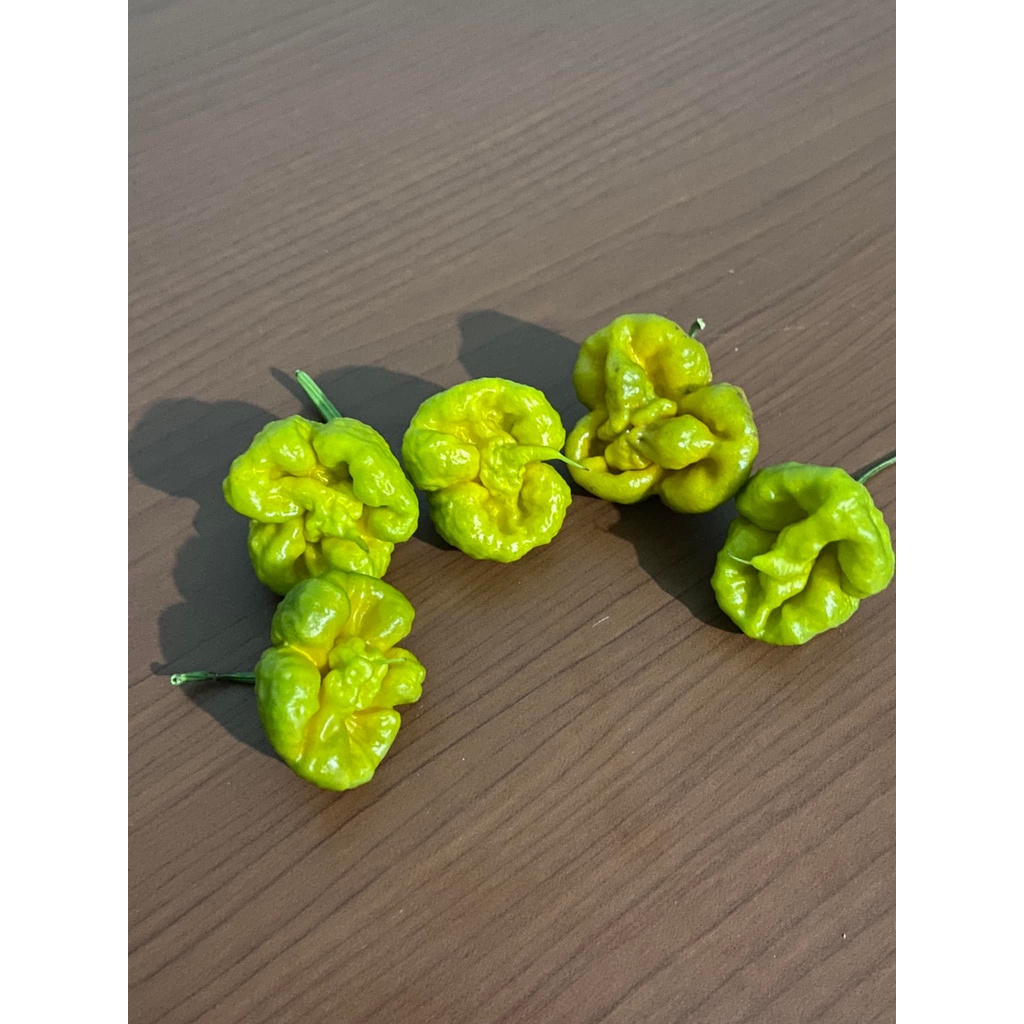 Benih Bibit Biji - Cabai Carolina Reaper Mustard Pepper Cabe Super Pedas Seeds