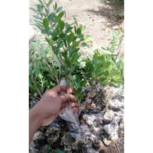 bibit KIMENG cangkokan 50-60cm