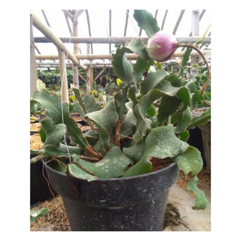 tanaman hias wijaya kusuma / mini naga