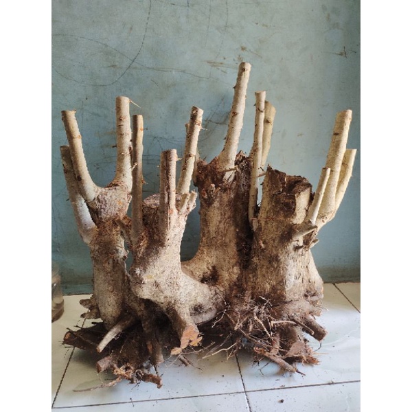 bahan bonsai dongkelan rukem jumbo berkarakter bagus trap