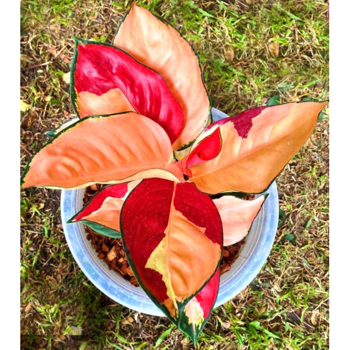 Aglonema suksom tri color (Tanaman hias aglaonema suksom mutasi) -tanaman hias hidup - bunga hidup - bunga aglonema - aglaonema merah - aglonema merah - aglaonema murah - aglaonema murah