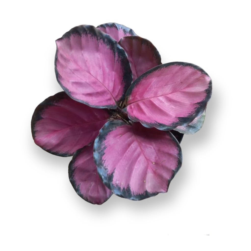 Calathea crimson - calathea pink roseopicta - tanaman hias - tanaman hidup