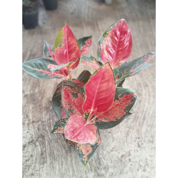 Aglonema Suksom batik Jumbo