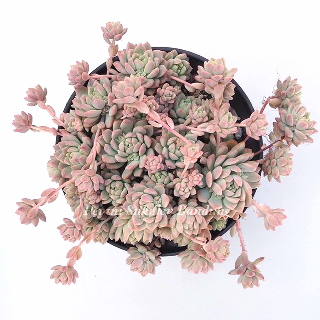 Echeveria Prolivica Sukulen import perform pink korea Kaktus Echeveria tanaman hias cactus skulen