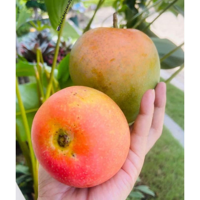 

BUAH MANGGA GEDONG GINCU SUPER 1 KG