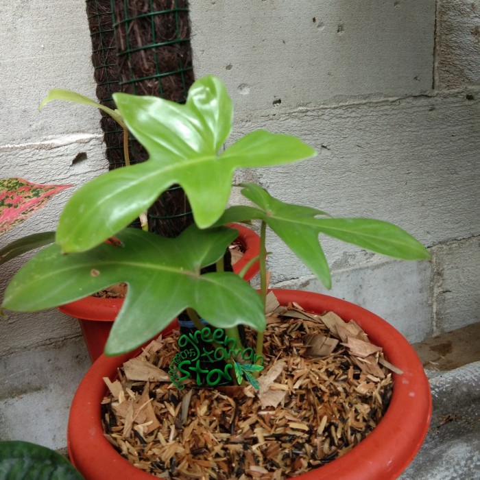 TANAMAN HIAS PHILODENDRON FLORIDA GREEN