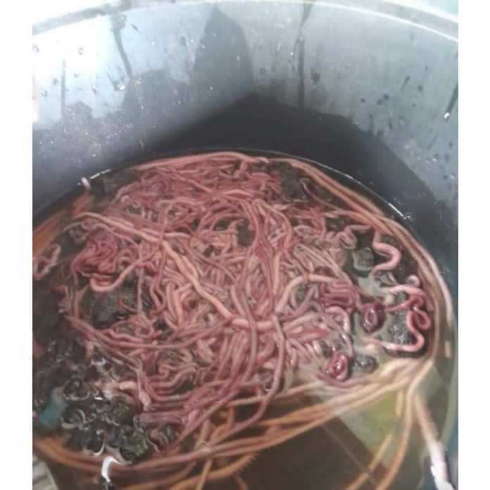 cacing nipah ukuran D