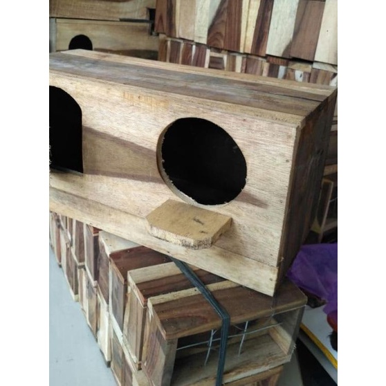 Glodok Berternak Burung Falk Sukses