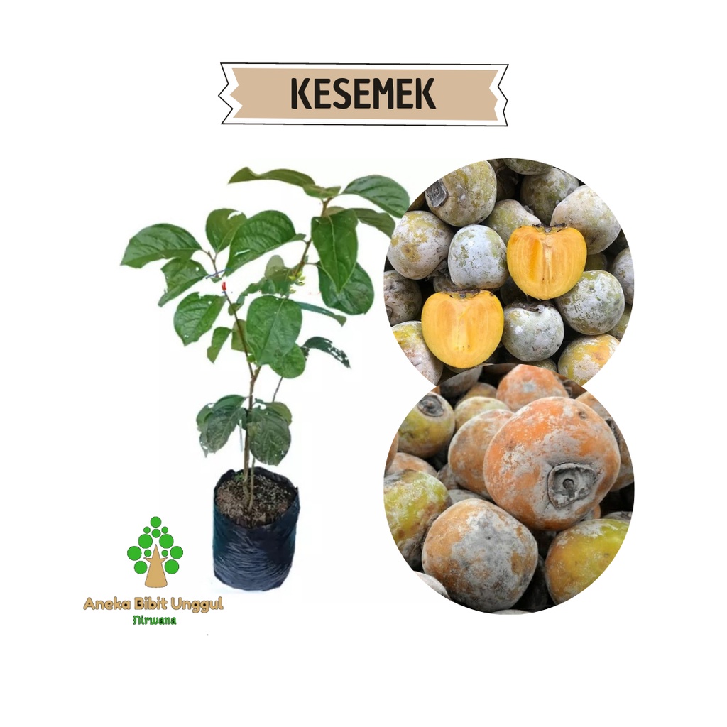 BIBIT BUAH KESEMEK - BIBIT KESEMEK -  BIBIT KESEMEK CANGKOK ANEKA BIBIT UNGGUL